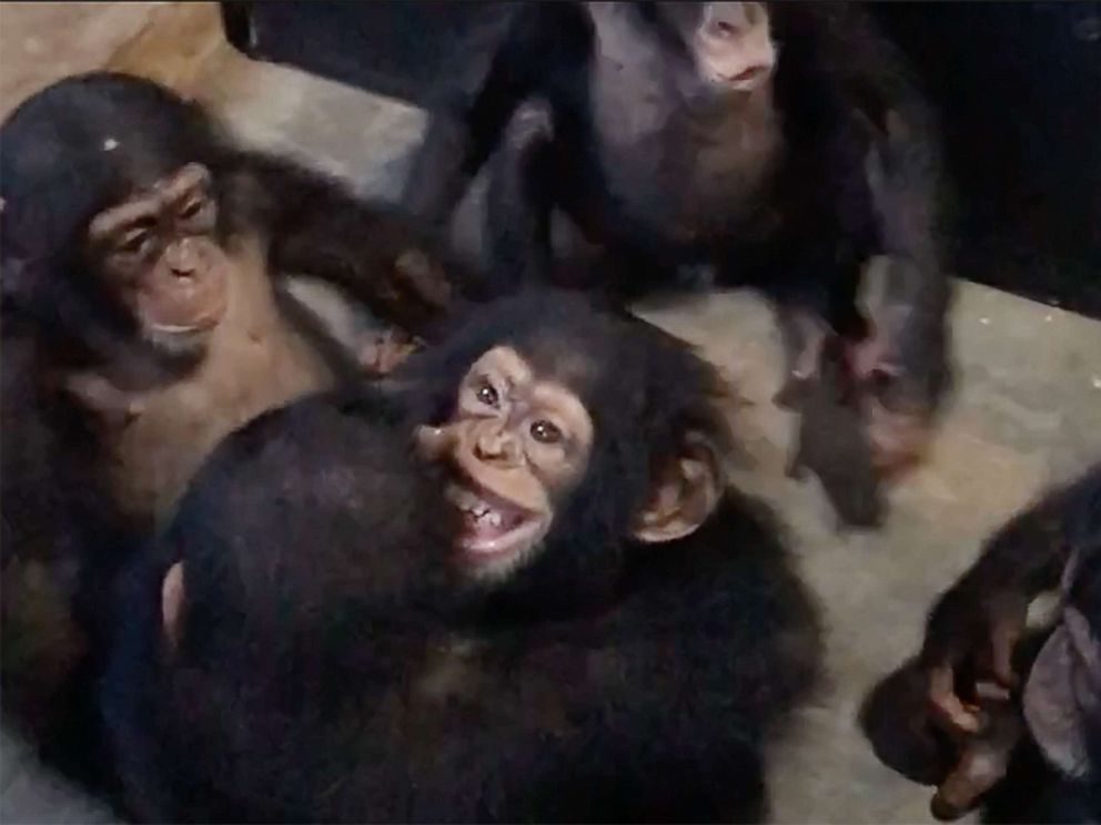 PHOTO: Leo got a warm welcome from other chimps at the Liberia Chimpanzee Rescue & Protection in West Africa.