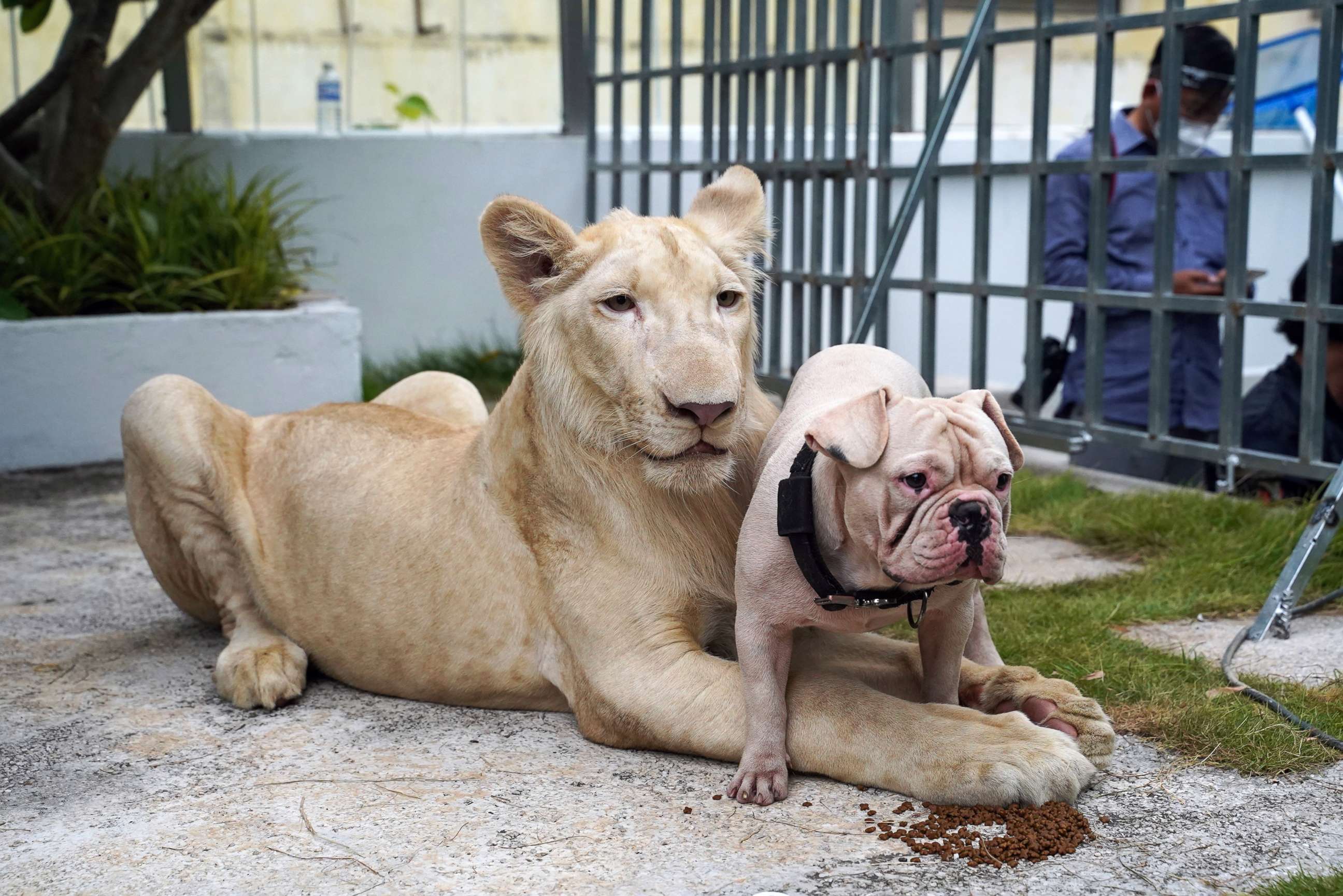 Pet lion poses with a dog Picture | Animal kingdom's odd couples - ABC News