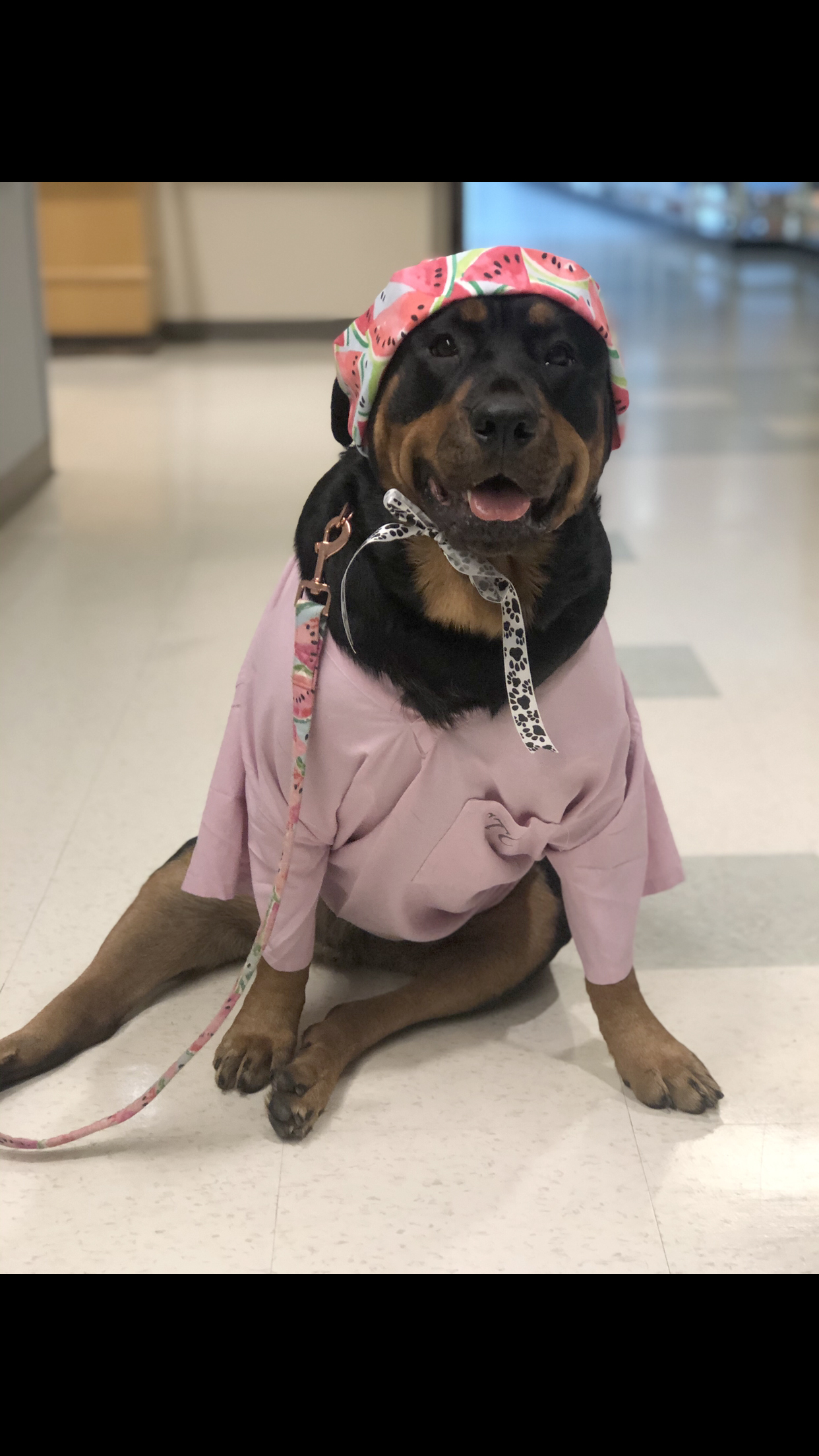 PHOTO: Rottweiler therapy dog named Loki, poses for a photo in medical attire.
