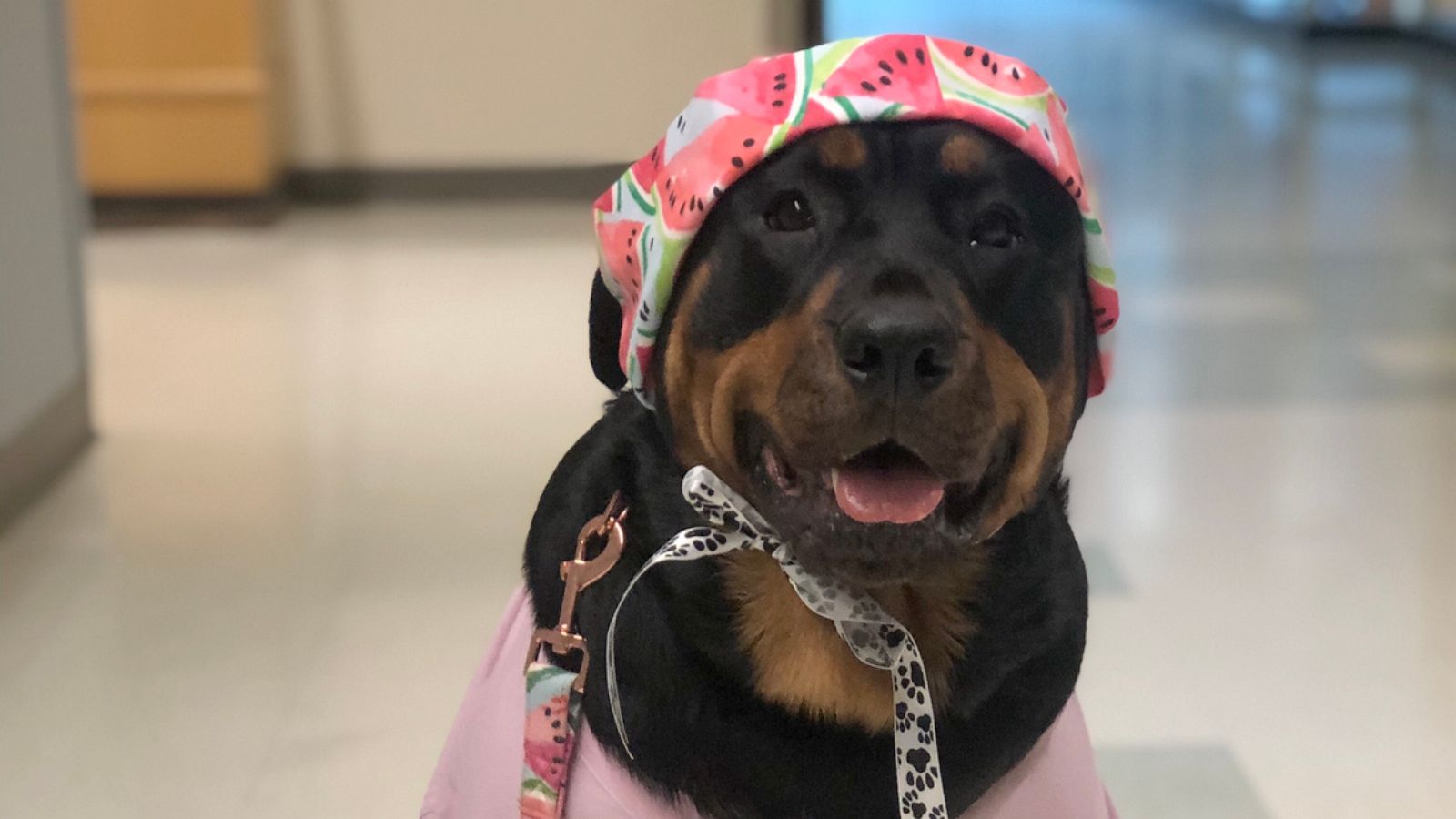 PHOTO: Rottweiler therapy dog named Loki, poses for a photo in medical attire.