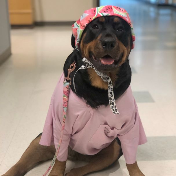 dog clothes for rottweiler