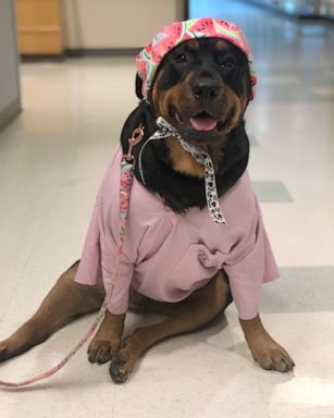 rottweiler outfits
