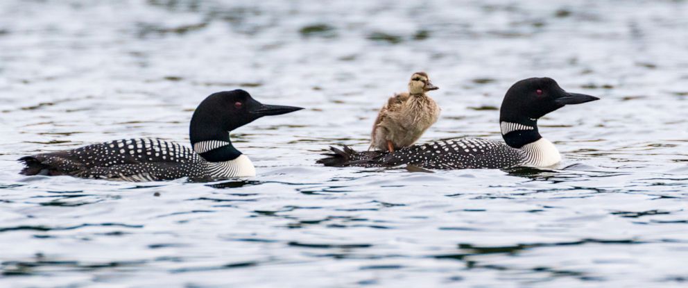 Loon couple that lost its chick takes orphaned duckling under its wings ...