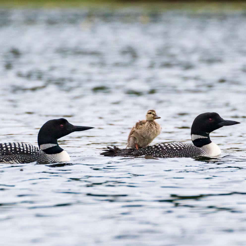 VIDEO: Loon couple that lost its chick takes orphaned duckling under its wings