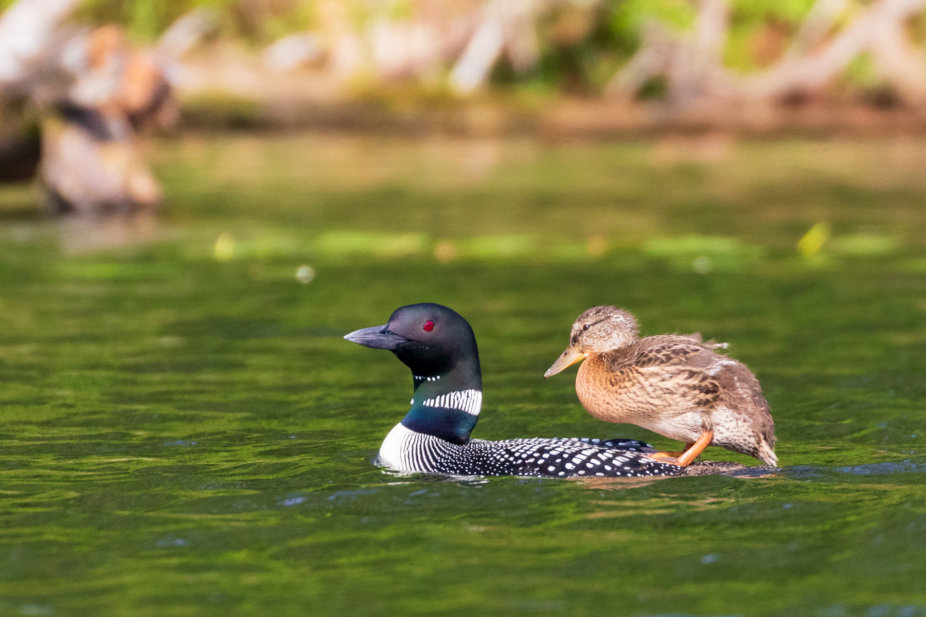 PHOTO: The duckling has adopted some loon traits like standing on its adoptive parent's back in the water.