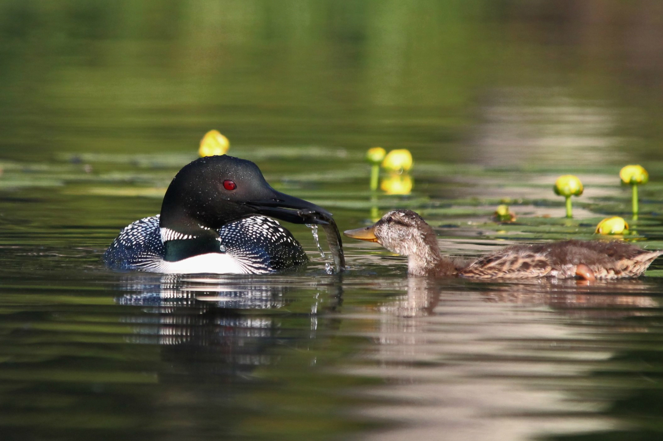 PHOTO: The loons have also taught the duckling how to dive for food and eat from their mouths, which is virtually unheard of for mallards.