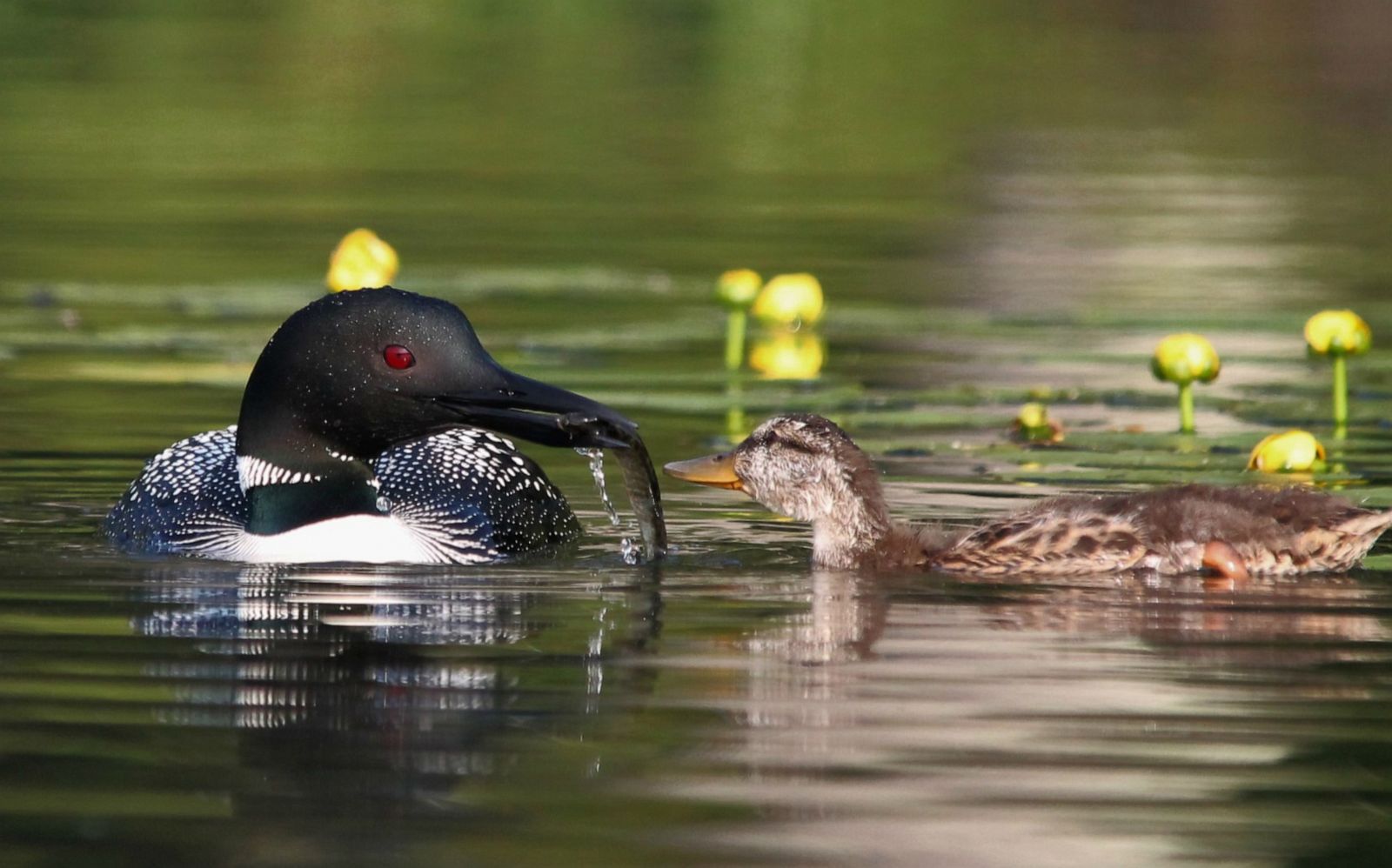 ÎÏÎ¿ÏÎ&shy;Î»ÎµÏÎ¼Î± ÎµÎ¹ÎºÏÎ½Î±Ï Î³Î¹Î± Loon couple that lost its chick takes orphaned duckling under its wings | GMA Digital