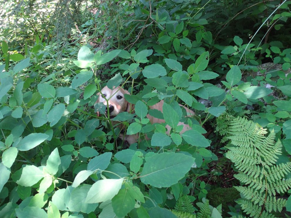 PHOTO: Hikers Kelly McDuffie and Danny Hartung found Max, a Golden Retriever who got lost 11 days prior.