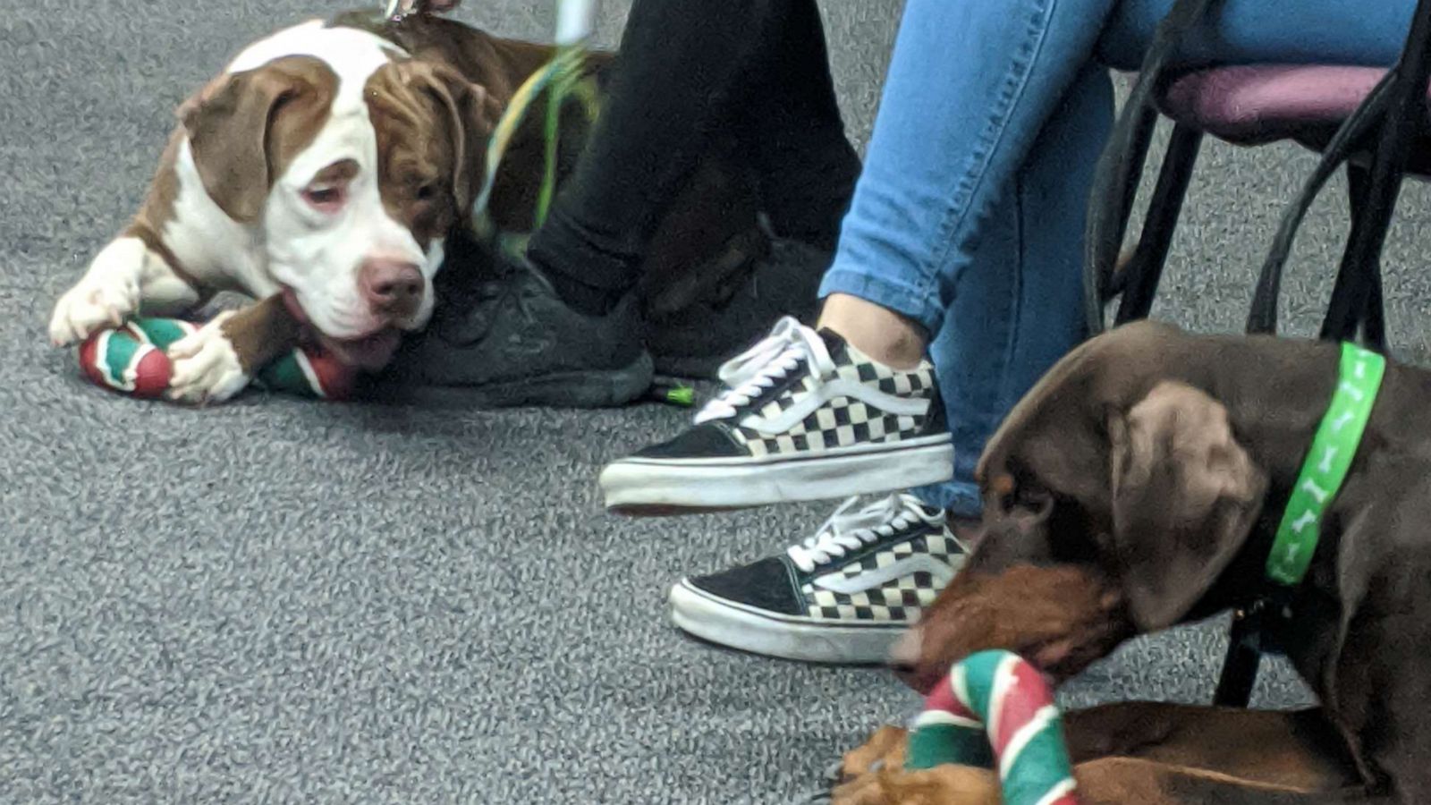 PHOTO: Two lost dogs were found just in time for Christmas by Jamie Grabowski, a Milwaukee County Transit System bus driver.