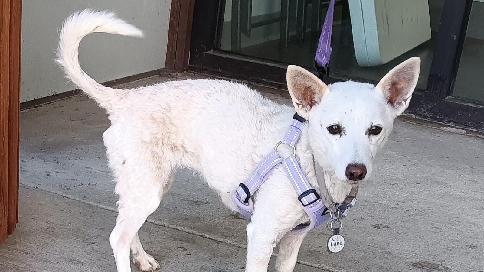 PHOTO: Luna in a handout photo.