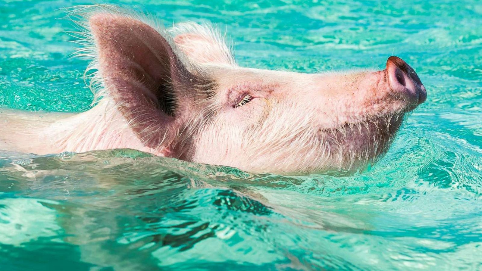 PHOTO: One of the famous "swimming pigs" is seem here.