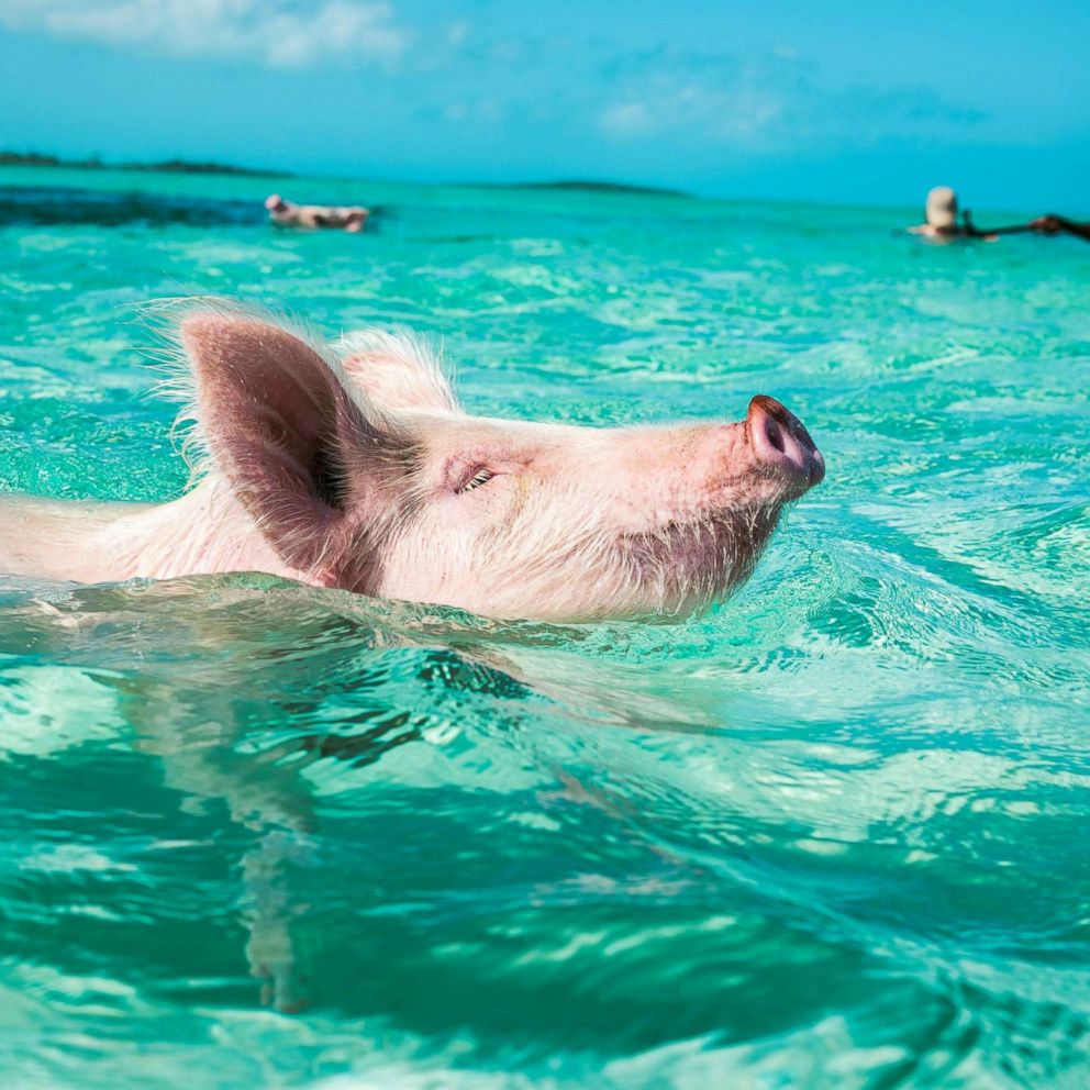 VIDEO: Swim with pigs when you book a villa at this Bahamas resort