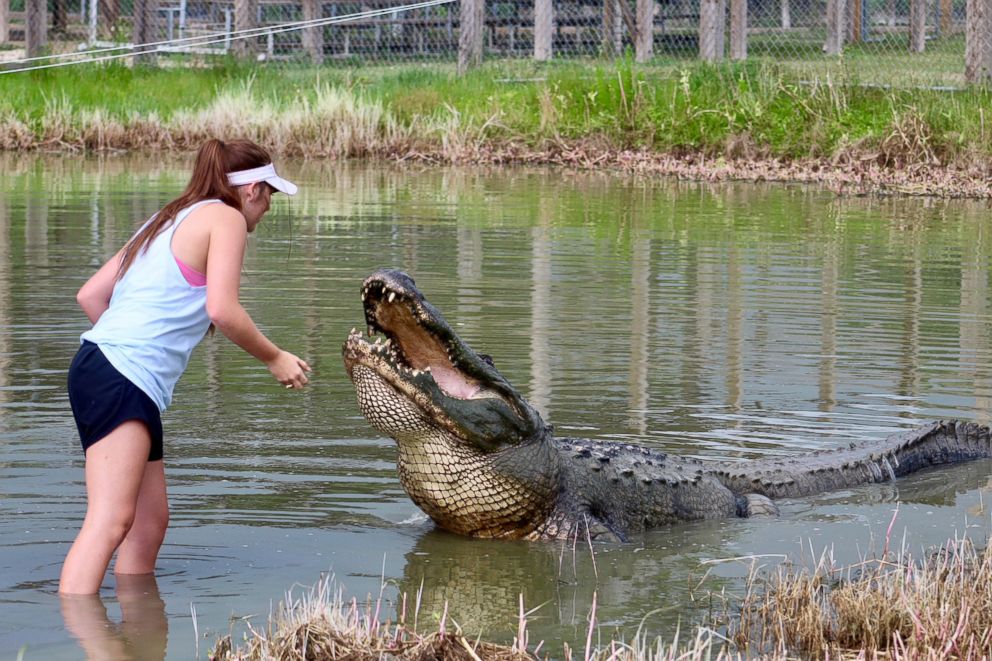 PHOTO: Makenzie Holland took her Texas A&M graduation photos with "Big Tex" a gator she bonded with while interning at Gator Country Rescue.