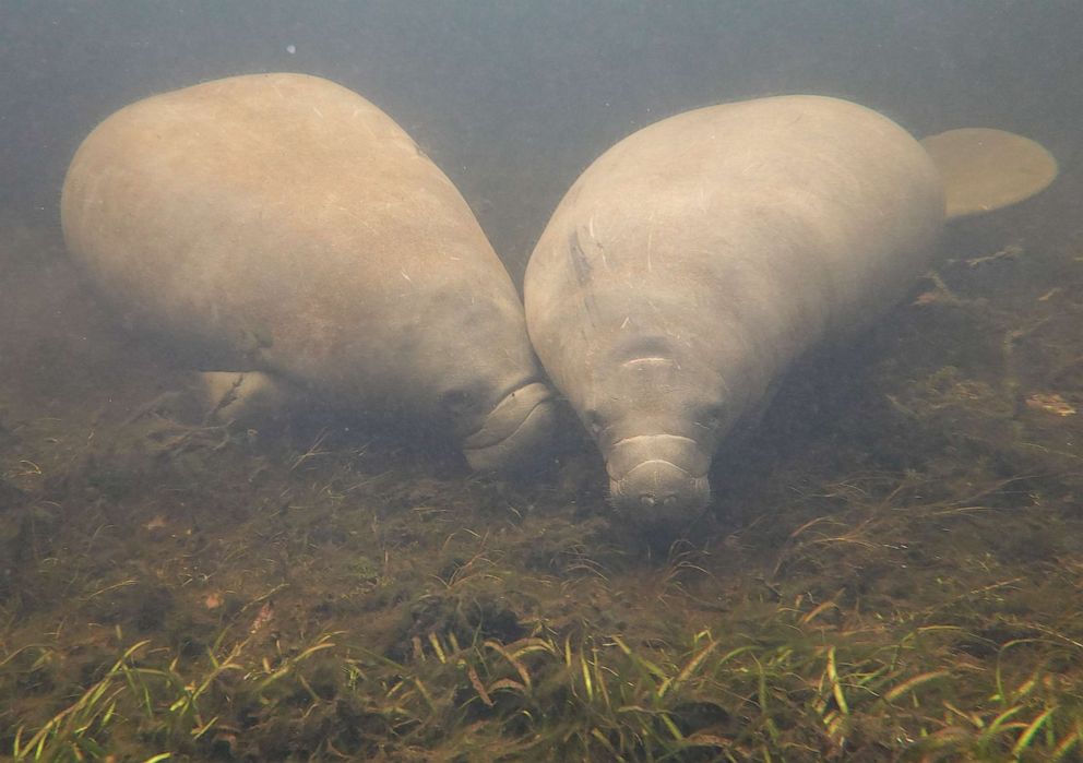 PHOTO: Two manatees swims among seagrass in the Homosassa River on Oct. 5, 2021, in Homosassa, Fla.