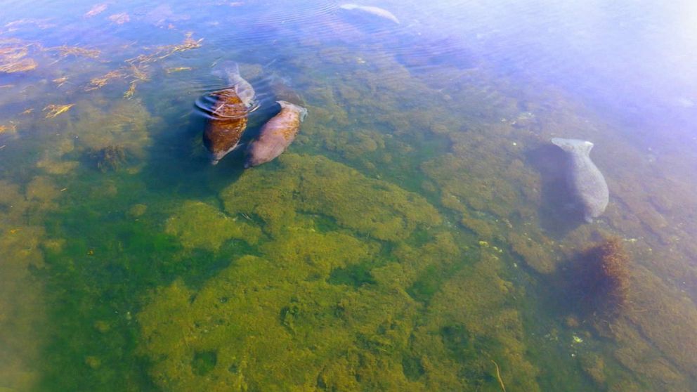 PHOTO: Manatees swim near Crystal River, Fla.