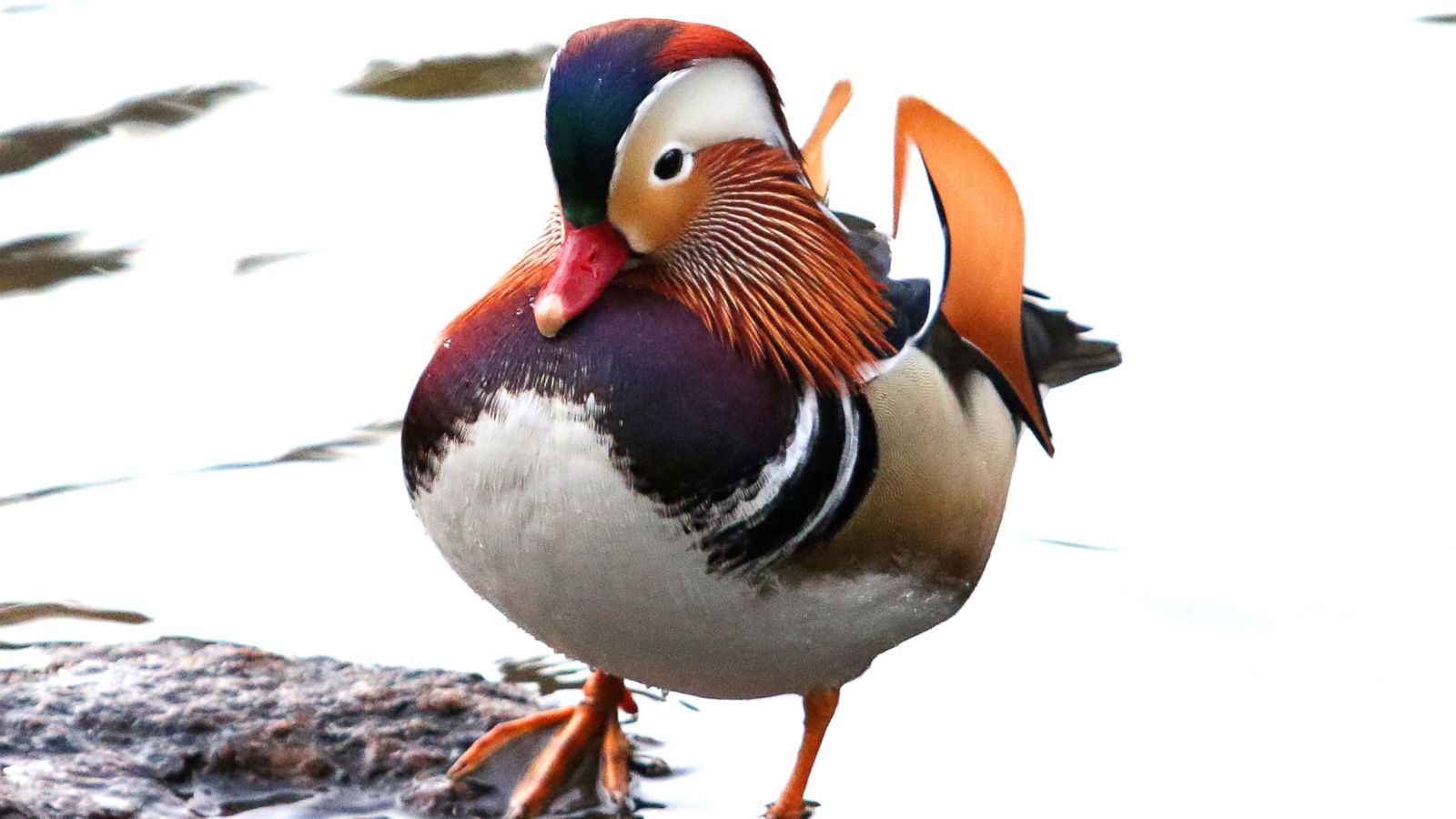 PHOTO: A Mandarin duck is seen in Central Park, N.Y.