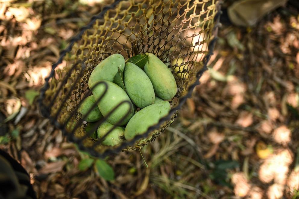 PHOTO: Mangoes are seen in a net during harvest on a farm, March 24, 2021, in Actopan, Veracruz state, Mexico.