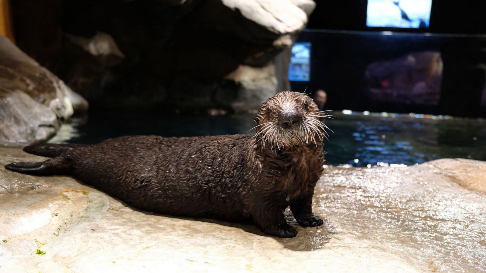 PHOTO: Rescued sea otter pup Marais pictured here at the Georgia Aquarium.