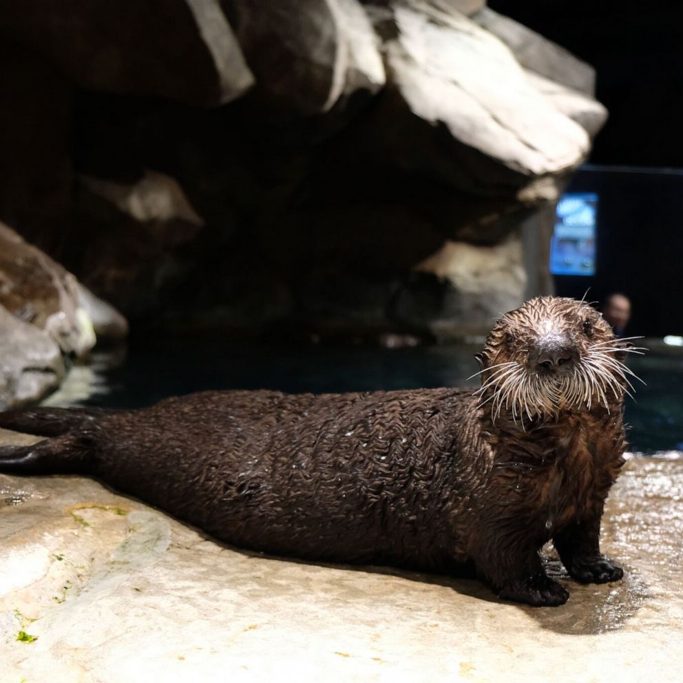 VIDEO: Our favorite rescued baby sea otters are so grown up now 