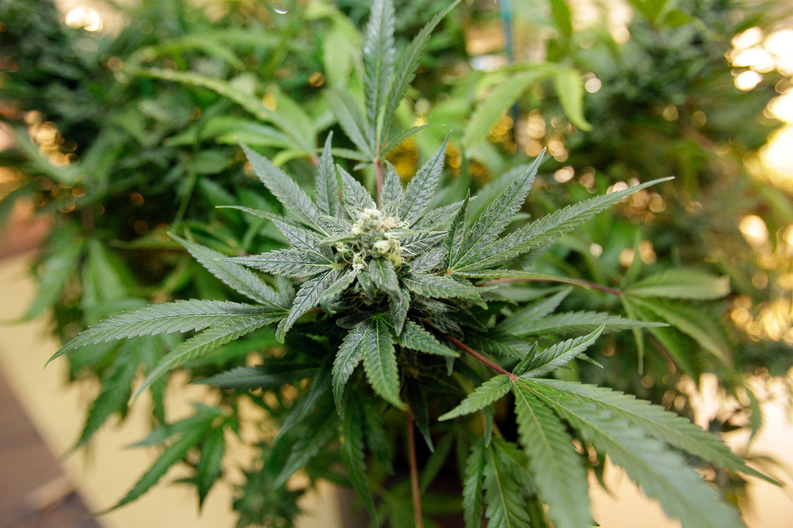 PHOTO: A marijuana plant is seen growing at Med Grow Cannabis College in Southfield, Mich., Dec. 14, 2010. 