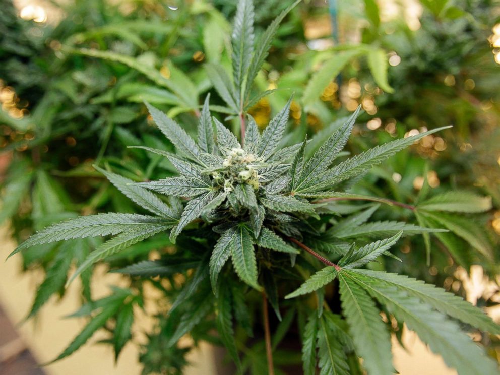 PHOTO: A marijuana plant is seen growing at Med Grow Cannabis College in Southfield, Mich., Dec. 14, 2010.