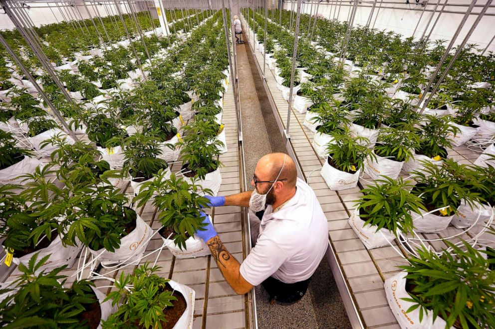 PHOTO: FILE Jeremy Baldwin tags young cannabis plants at a marijuana farm operated by Greenlight, Oct. 31, 2022, in Grandview, Mo.