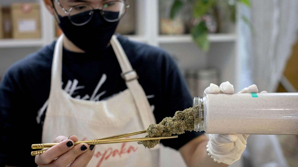 PHOTO: A worker removes cannabis buds from a container at a dispensary in Bangkok, Nov. 22, 2022.