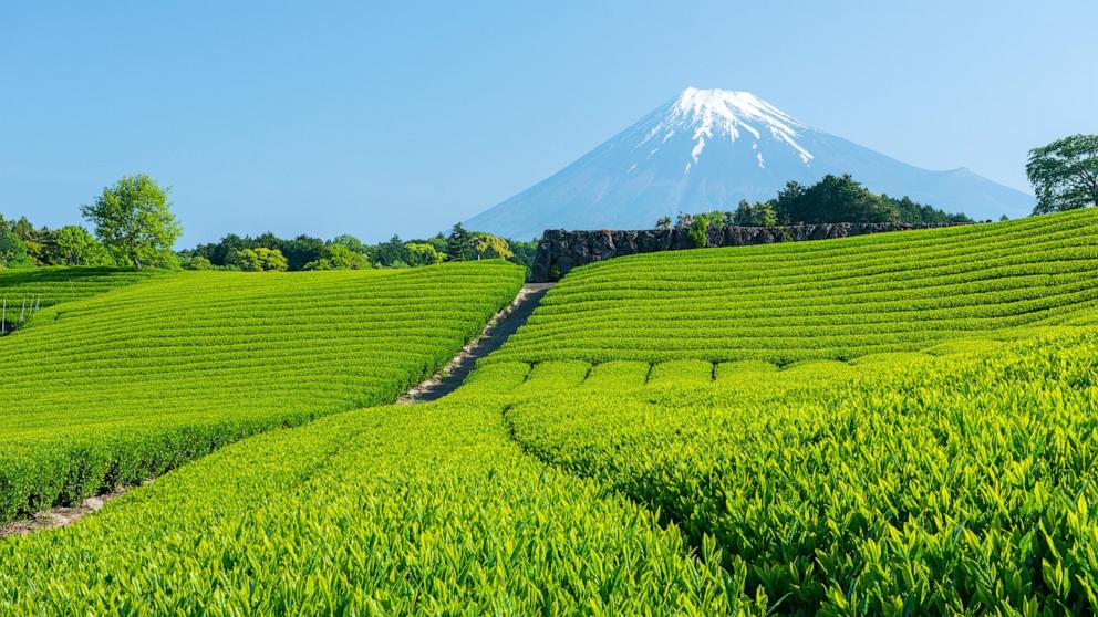 Inside look at Japanese matcha tea farm amid soaring popularity and demand