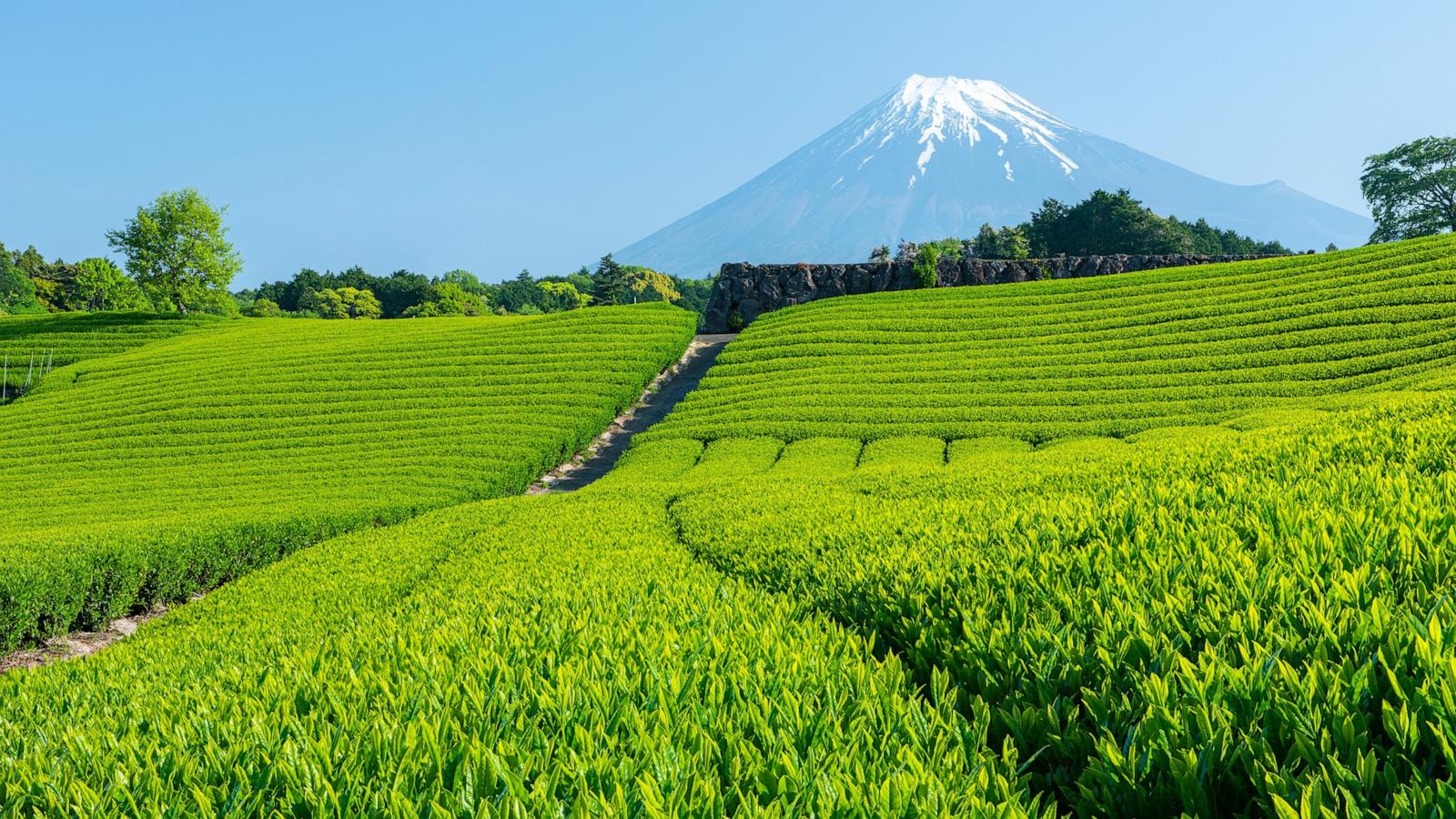 PHOTO: In this undated file photo, a green tea farm is shown in Japan.