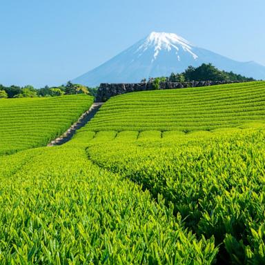 PHOTO: In this undated file photo, a green tea farm is shown in Japan.