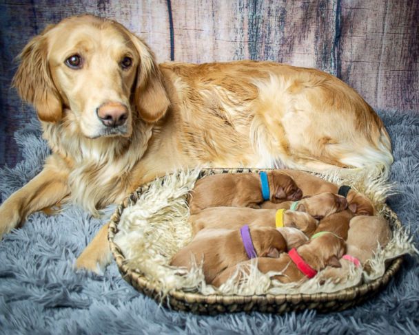 This Golden Retriever Who Had A Maternity Shoot Just Gave Birth To Her Puppies And We Can T Handle The Cuteness Gma