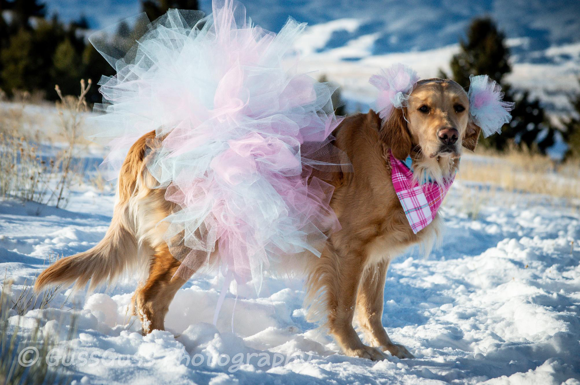 PHOTO: Kodie first gained online attention for her sweet maternity photos snapped by her owner, Chelsie Garrels of Montana.