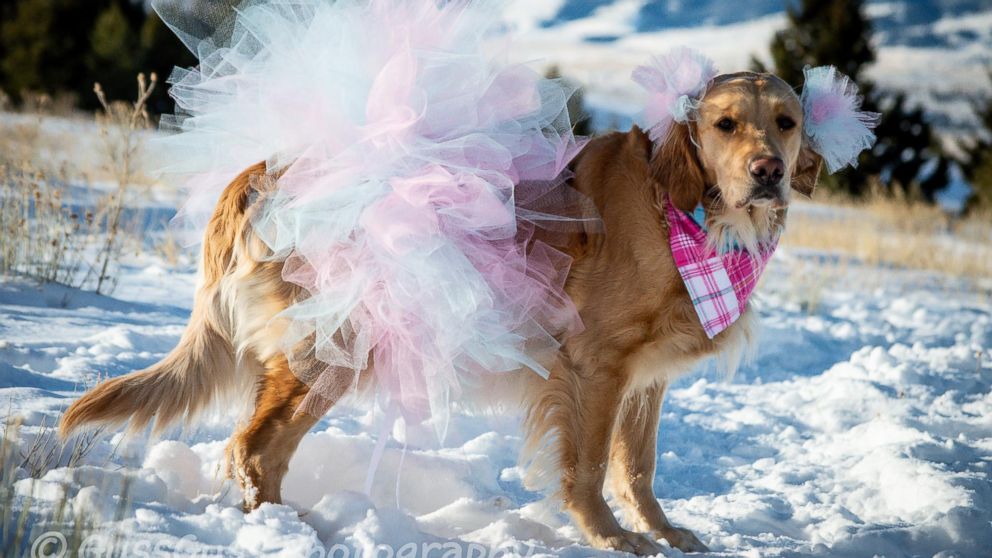 PHOTO: Kodie first gained online attention for her sweet maternity photos snapped by her owner, Chelsie Garrels of Montana.