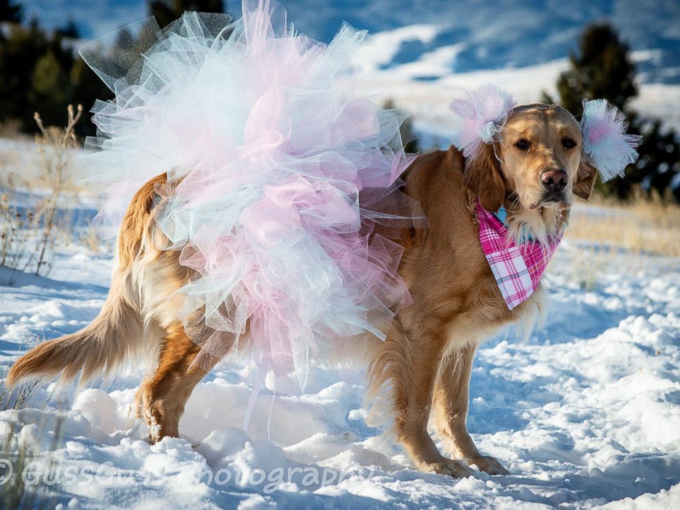 PHOTO: Kodie first gained online attention for her sweet maternity photos snapped by her owner, Chelsie Garrels of Montana.