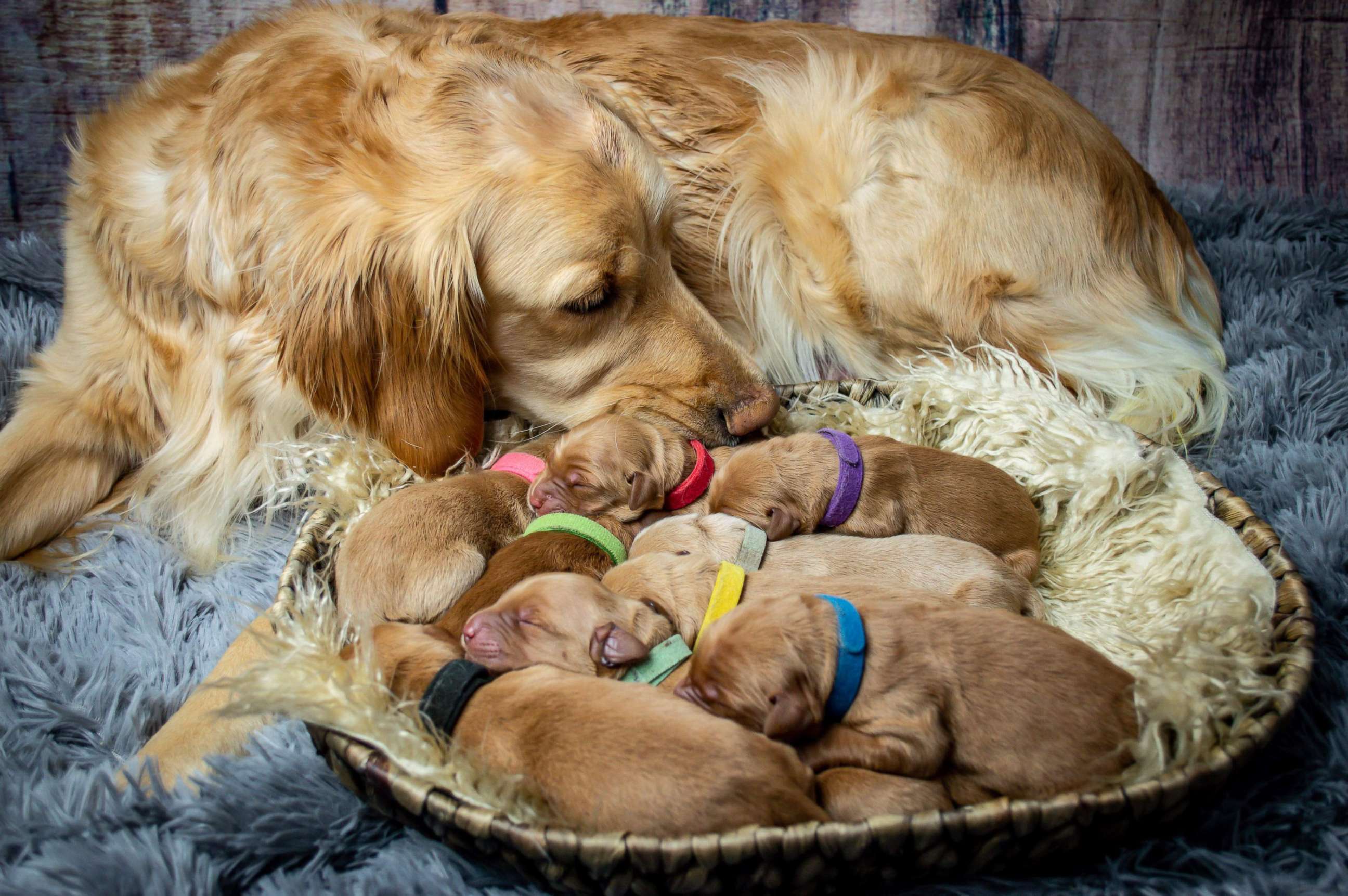 PHOTO: Chelsie Garrels of Montana, recently snapped images of her Golden Retriever Kodie and her new puppies.