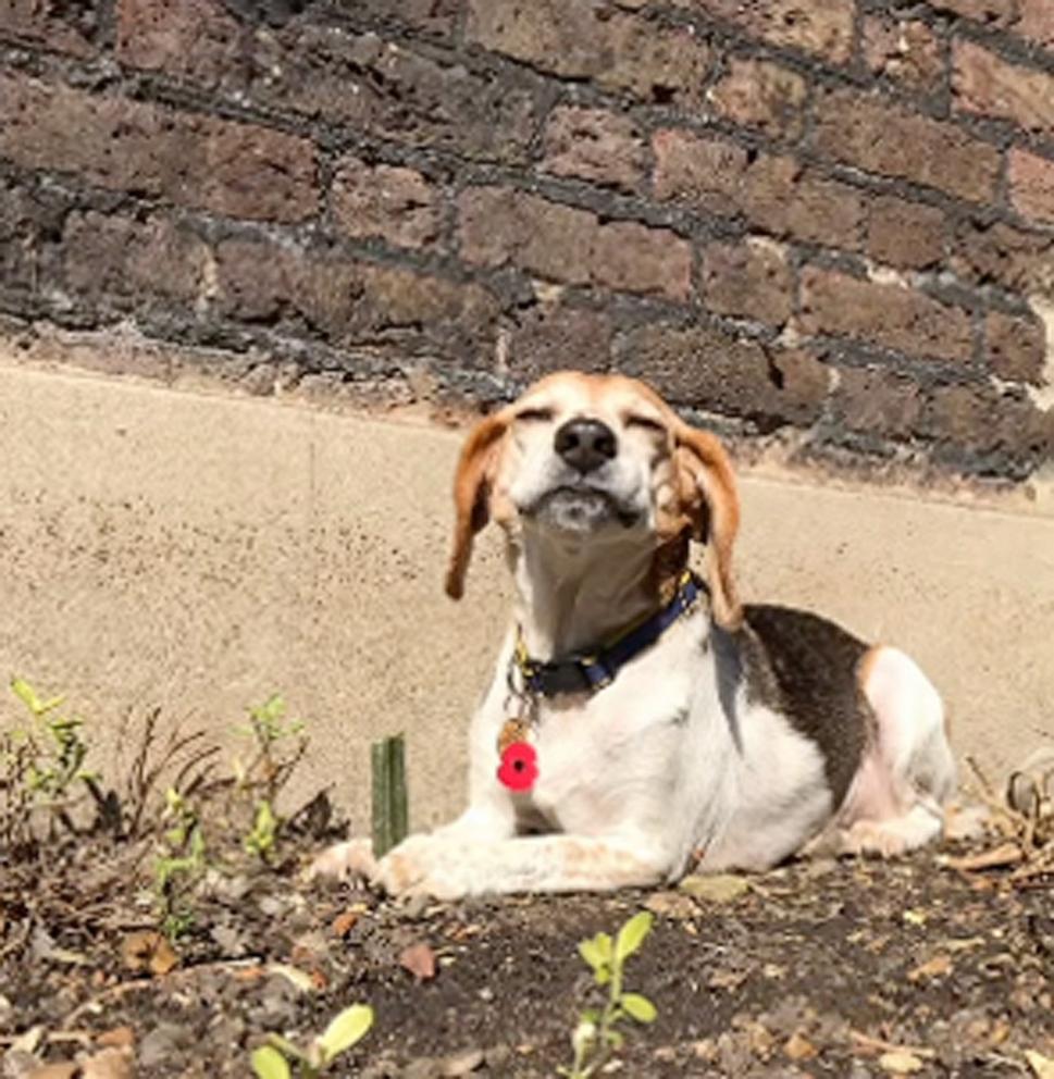 PHOTO: Image of Meghan Markle's beloved rescue dog, Guy.