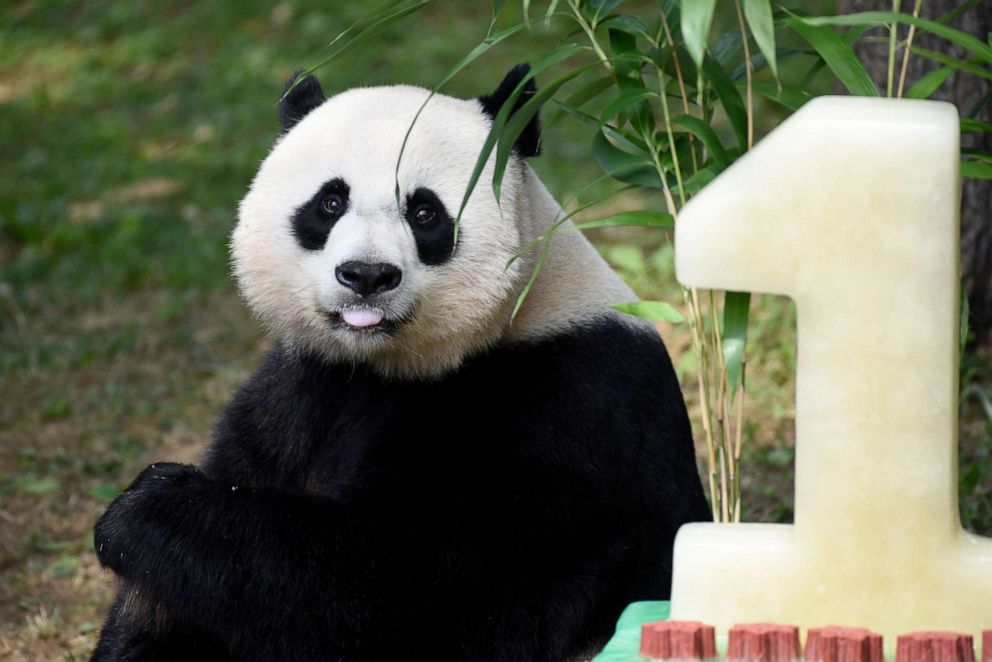 PHOTO: Mei Xiang, mother of giant pande cub Bei Bei, eats Bei Bei's birthday cake at the National Zoo in Washington, Aug. 20, 2016, during a celebration of Bei Bei's first birthday.