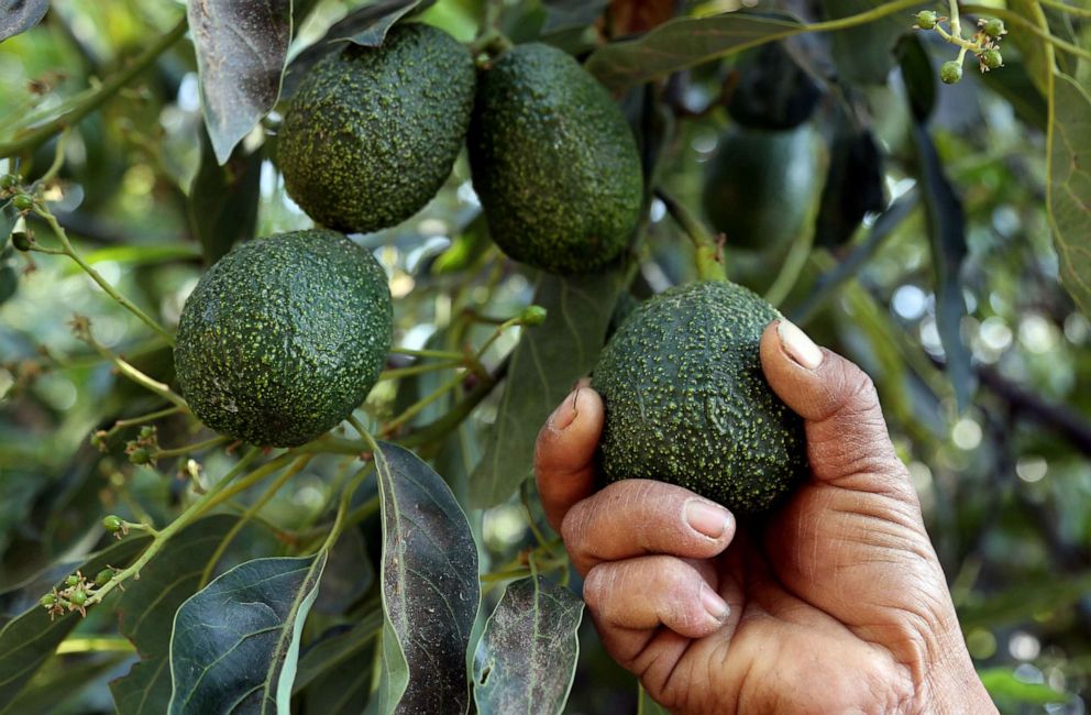 PHOTO: A farmer works at an avocado plantation in El Carmen ranch in the community of Tochimilco, Puebla State, Mexico, on April 5, 2019.