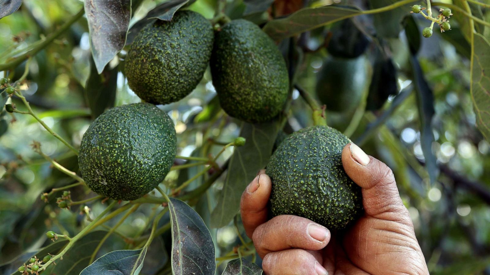 PHOTO: A farmer works at an avocado plantation in El Carmen ranch in the community of Tochimilco, Puebla State, Mexico, on April 5, 2019.