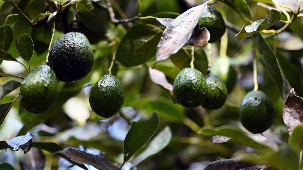 PHOTO: Avocados are seen growing on trees in an orchard, Sept. 21, 2023, in the Michoacan State, Mexico.