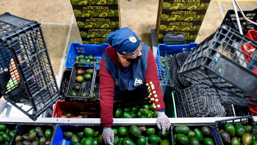 PHOTO: In this Feb. 21, 2022 file photo, employees work at an avocados packing plant in the municipality of Ario de Rosales, Michoacan state, Mexico.