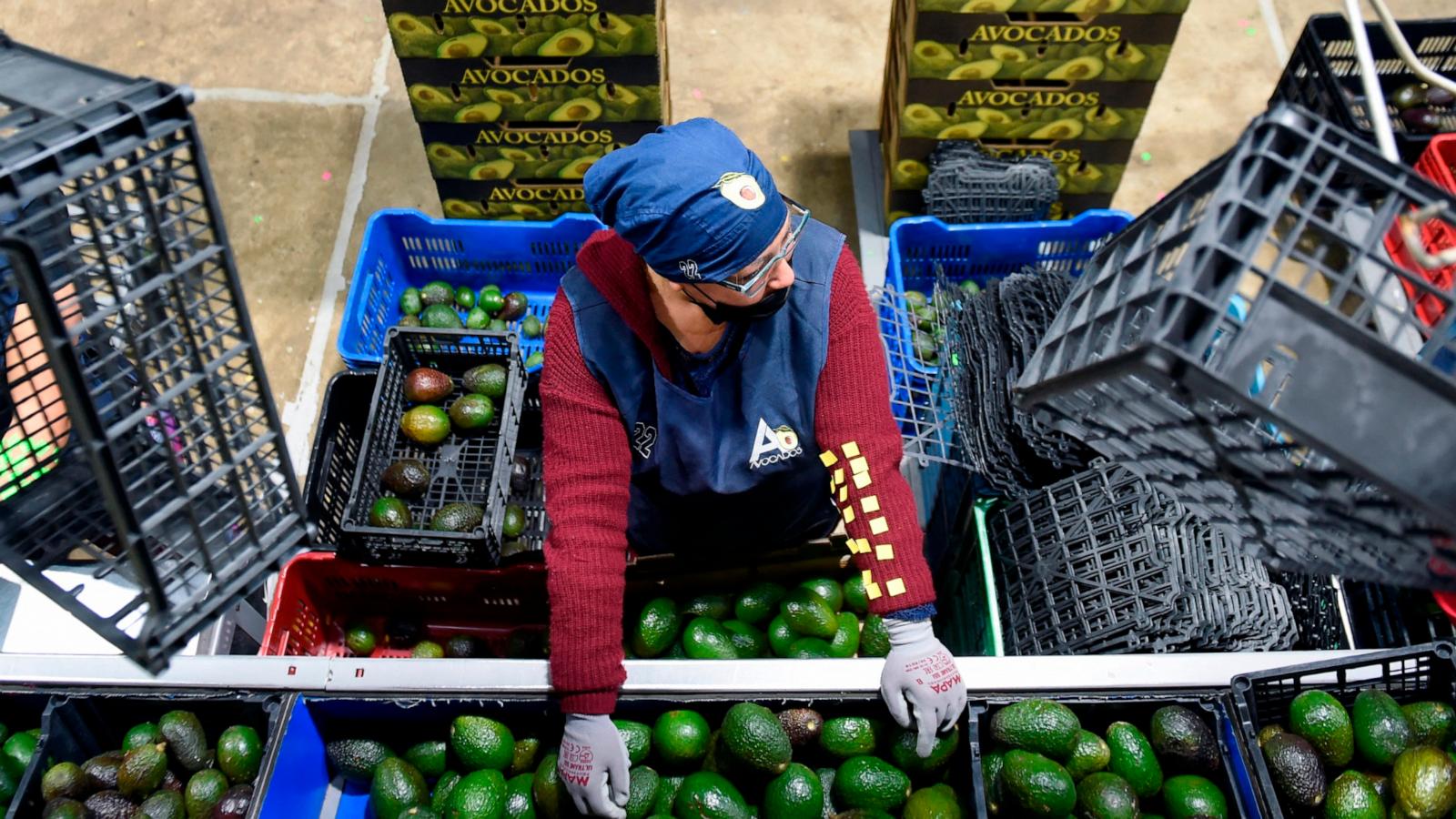 PHOTO: In this Feb. 21, 2022 file photo, employees work at an avocados packing plant in the municipality of Ario de Rosales, Michoacan state, Mexico.