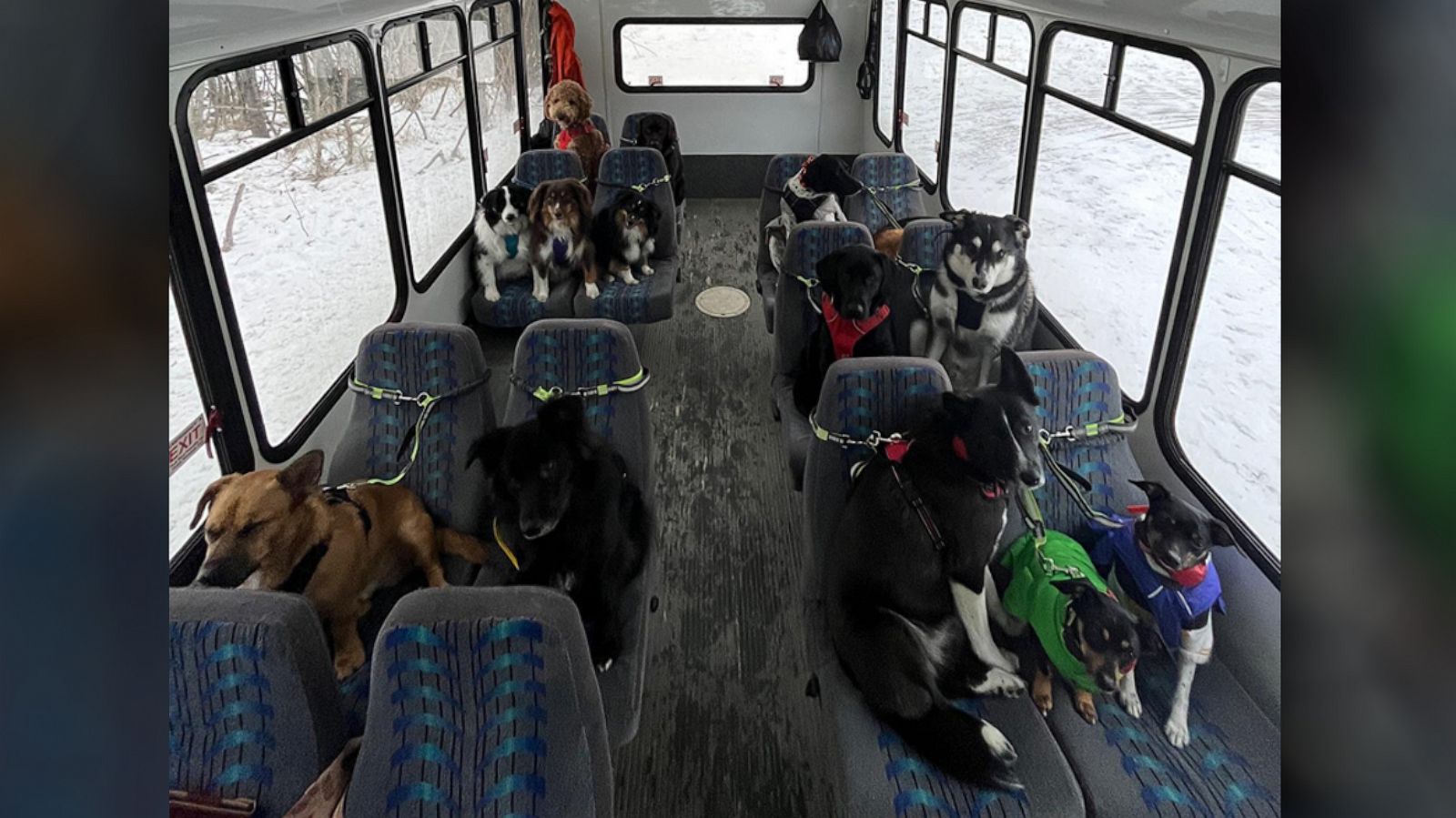 PHOTO: Mo Mountain Mutts, a dog walking business in Skagway, Alaska, transports dogs by bus.