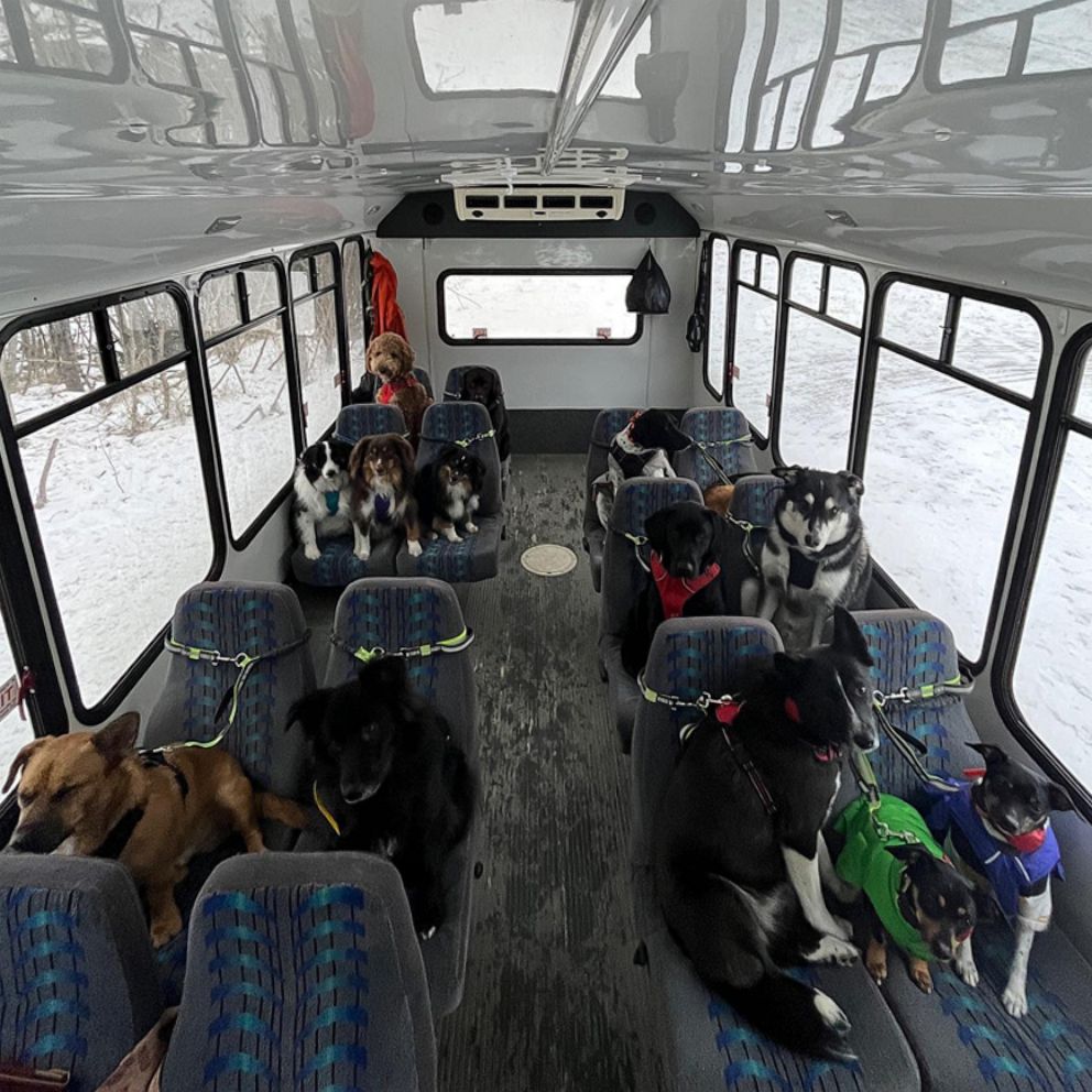 VIDEO: This dog bus in Alaska is everything