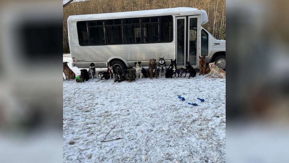 PHOTO: Mo Mountain Mutts, a dog walking business in Skagway, Alaska, transports dogs by bus.