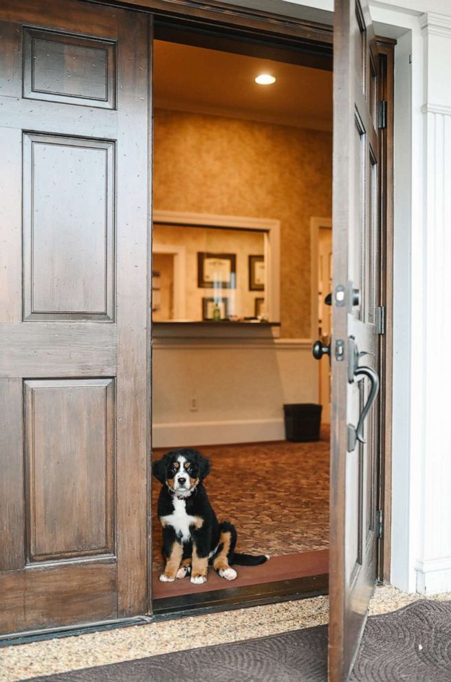 PHOTO: Bernese Mountain Dog, Mochi, sits in the doorway of Macon Funeral Home in Franklin, North Carolina.