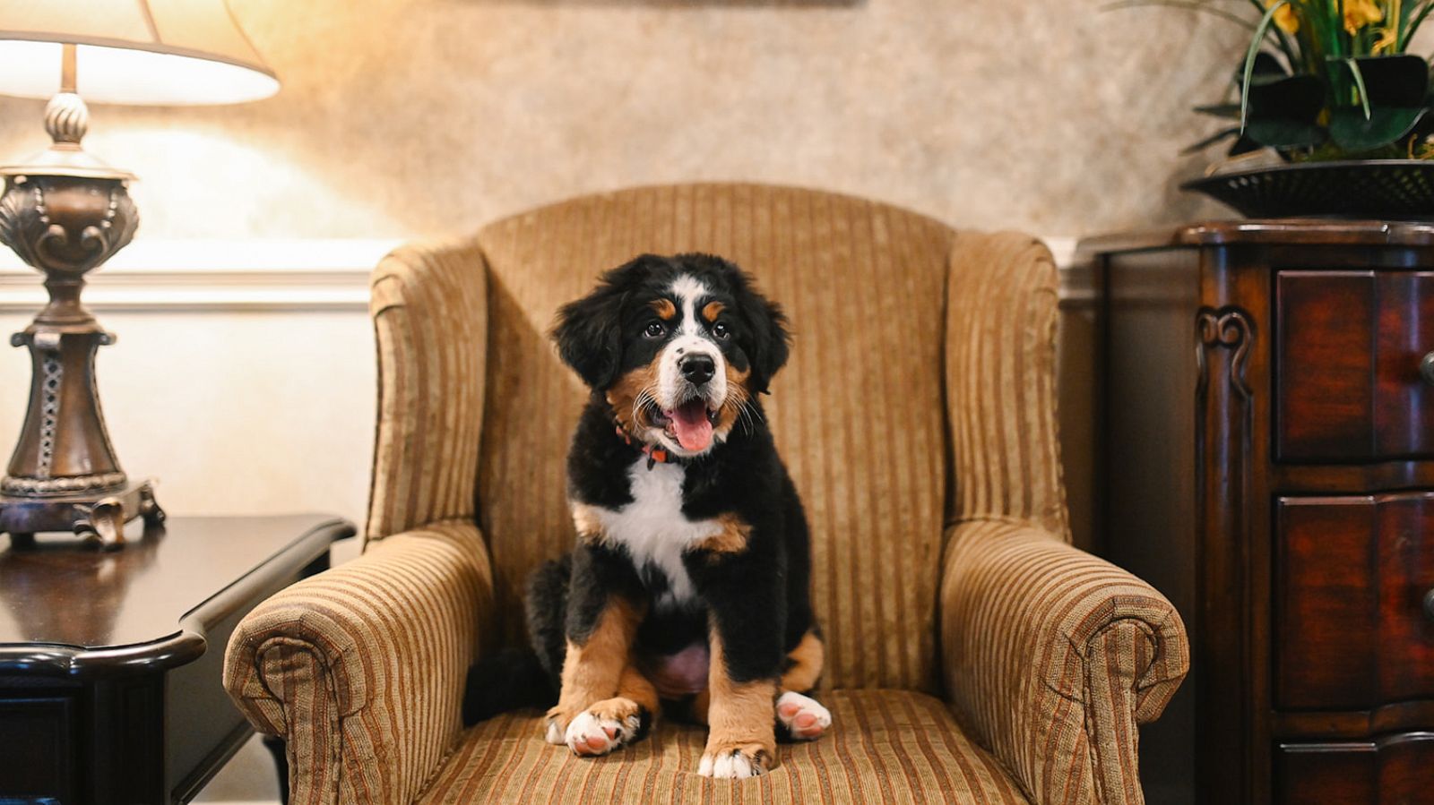 PHOTO: Bernese Mountain Dog, Mochi, sits and waits at Macon Funeral Home in Franklin, North Carolina.