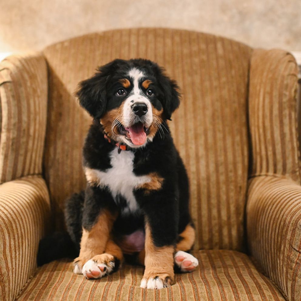 VIDEO: A North Carolina funeral home gets an adorable new member 