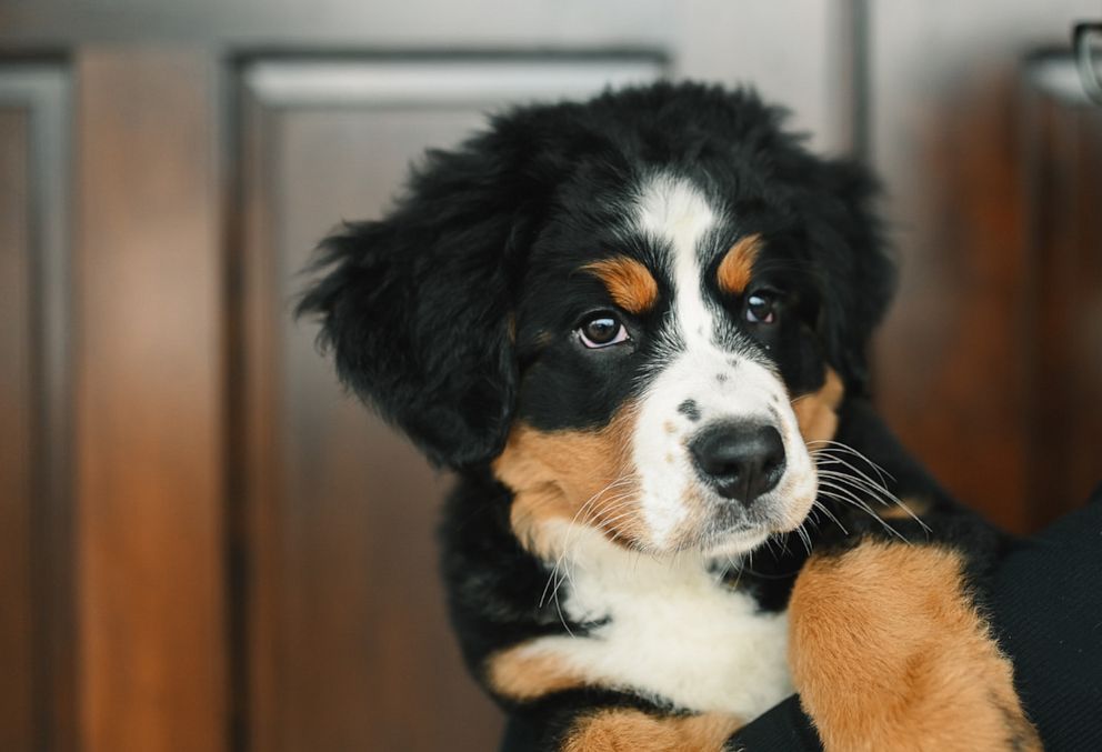PHOTO: Bernese Mountain Dog, Mochi, will train to be a certified therapy dog at Macon Funeral Home in Franklin, North Carolina.