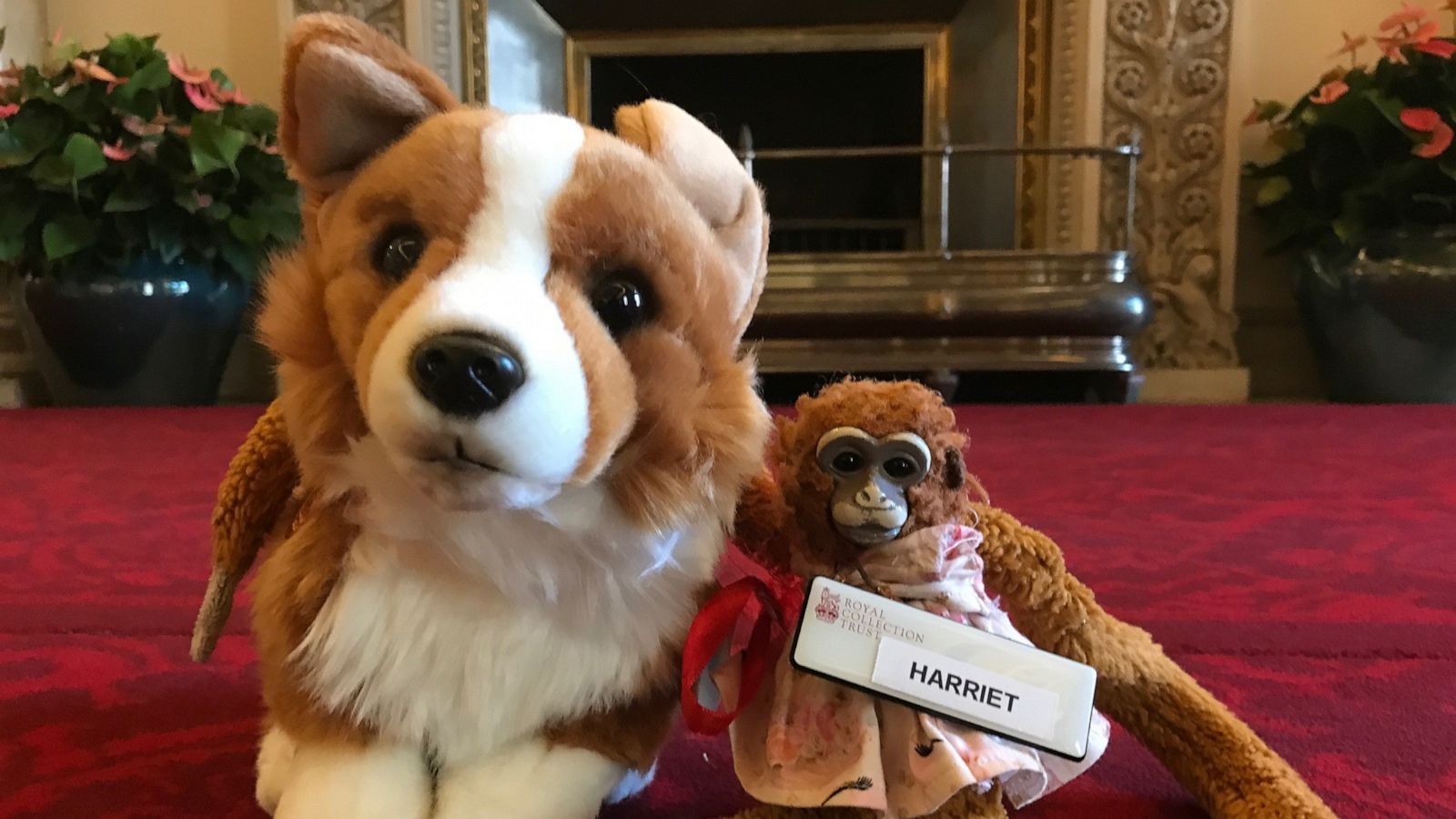 PHOTO: Harriet stuff monkey Rex stuffed corgi